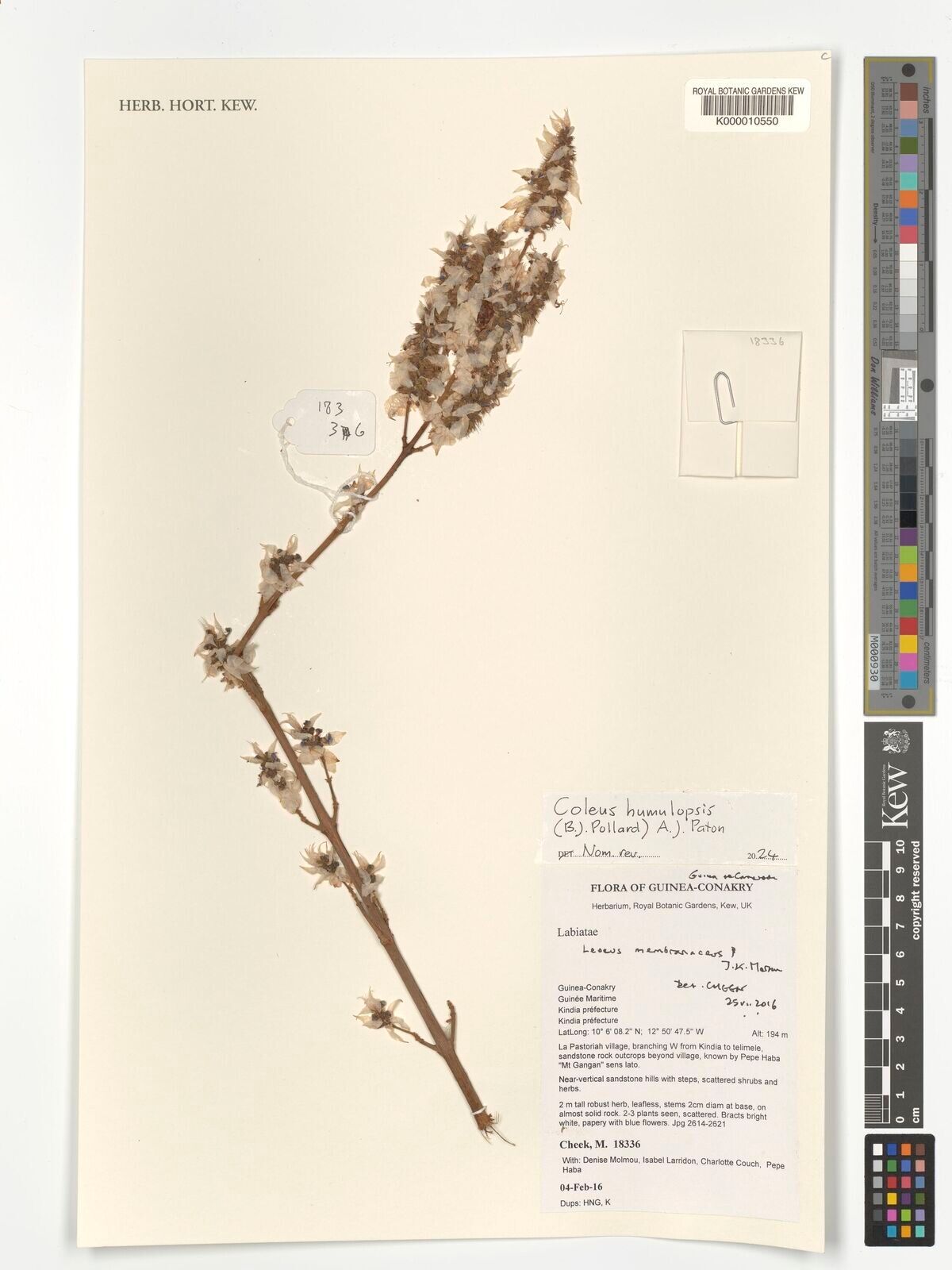 Coleus humulopsis — search result for 'Coleus'