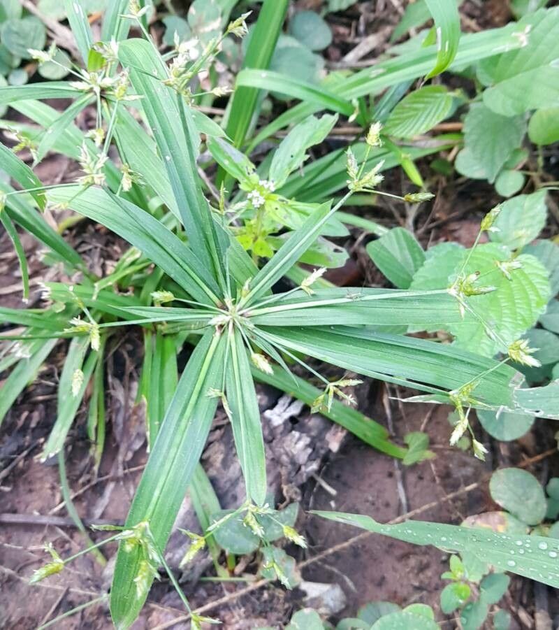 Cyperus chalaranthus habit