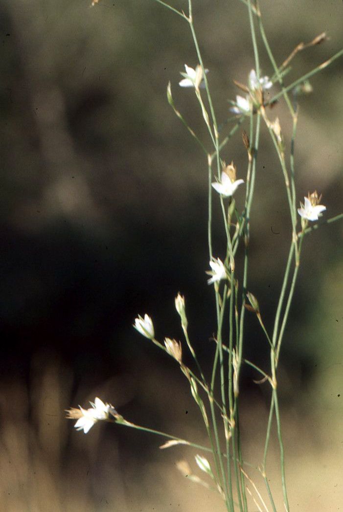 Bufonia perennis other