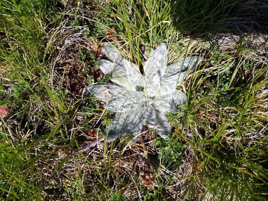 Plantago nivalis flower