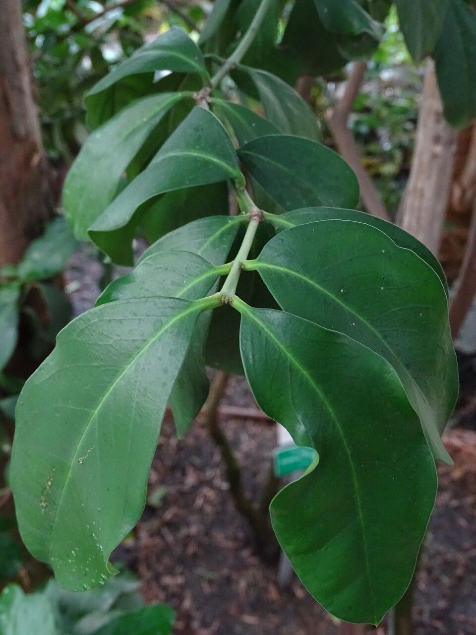Acokanthera oblongifolia leaf