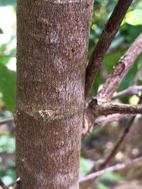 Eugenia noumeensis bark