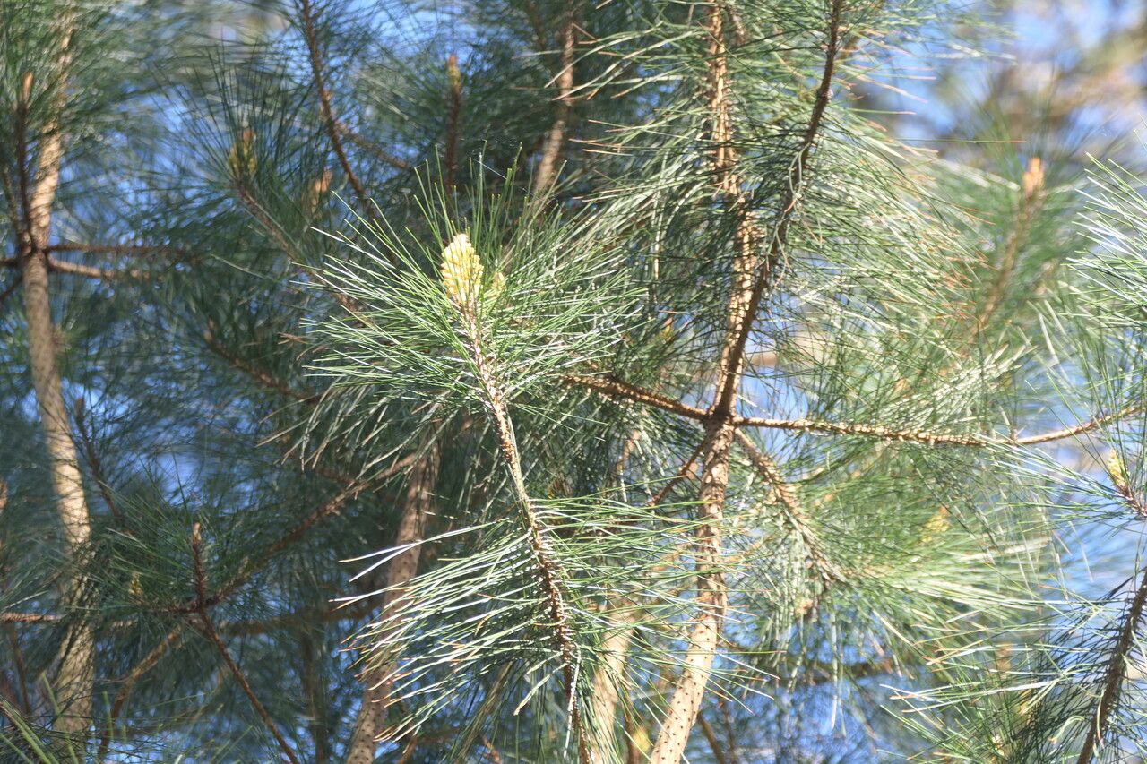 Pinus massoniana leaf