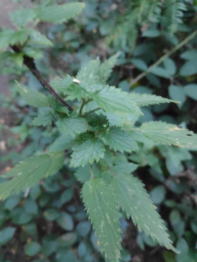 Urtica chamaedryoides leaf