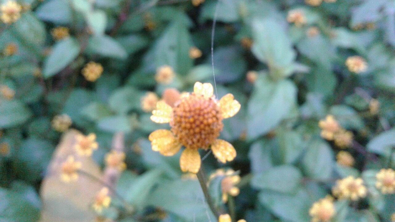 Acmella caulirhiza flower