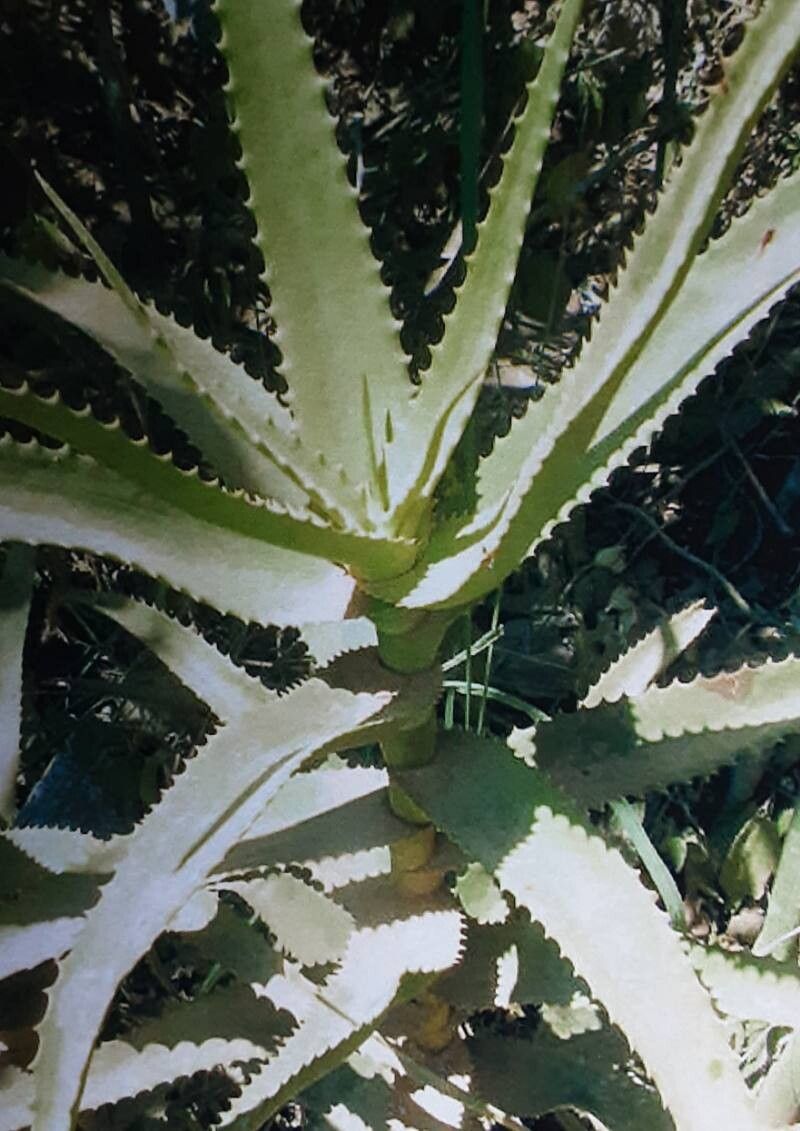 Aloe gossweileri habit