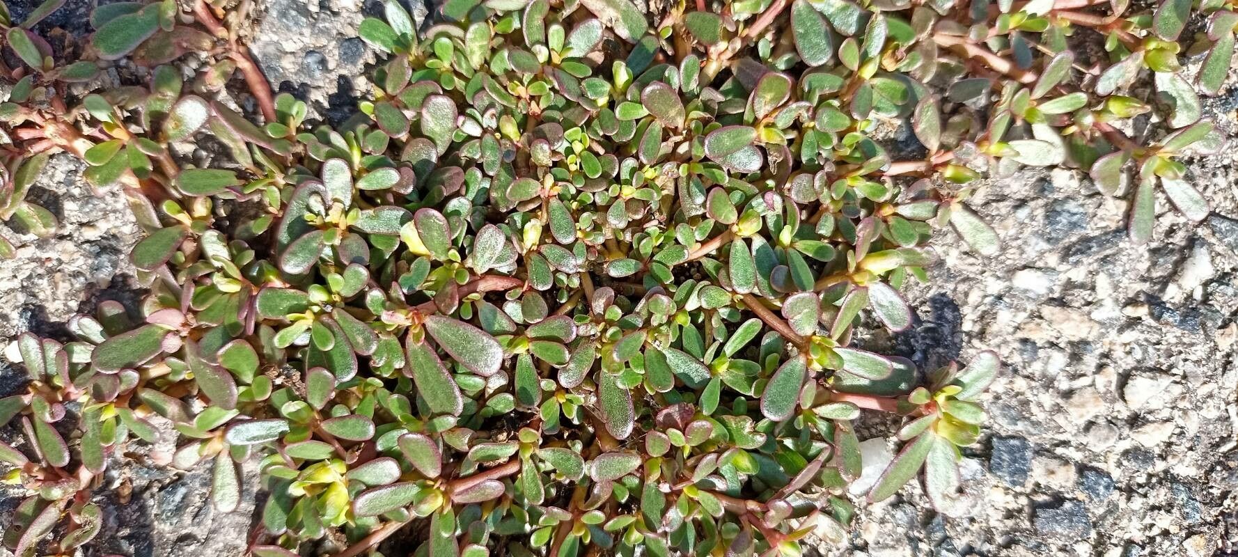 Portulaca trituberculata leaf
