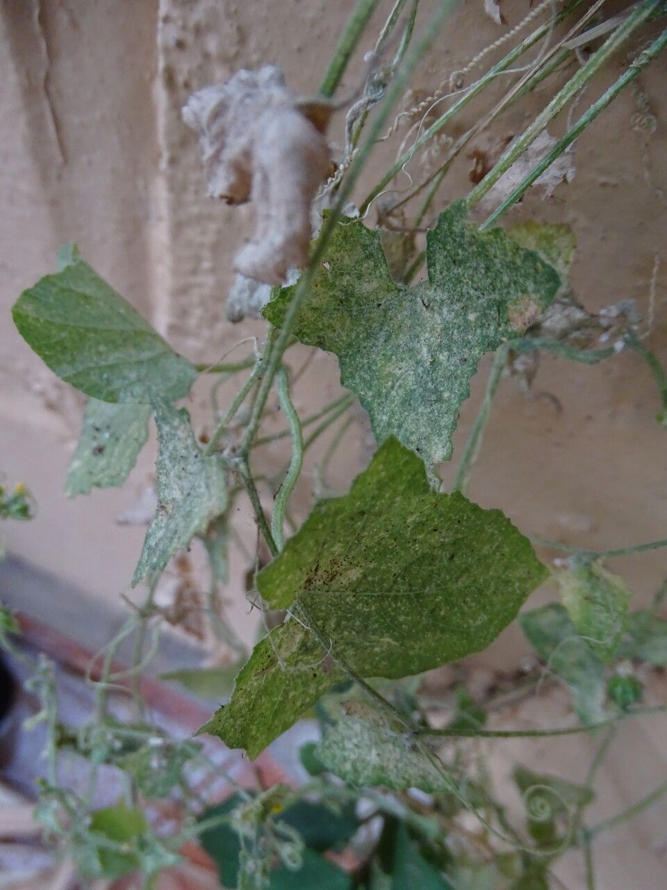 Cucumis maderaspatanus — search result for 'Cucurbitaceae'