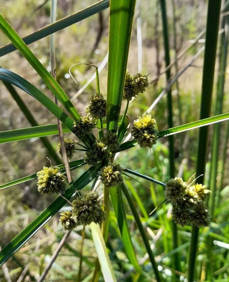 Cyperus entrerianus flower
