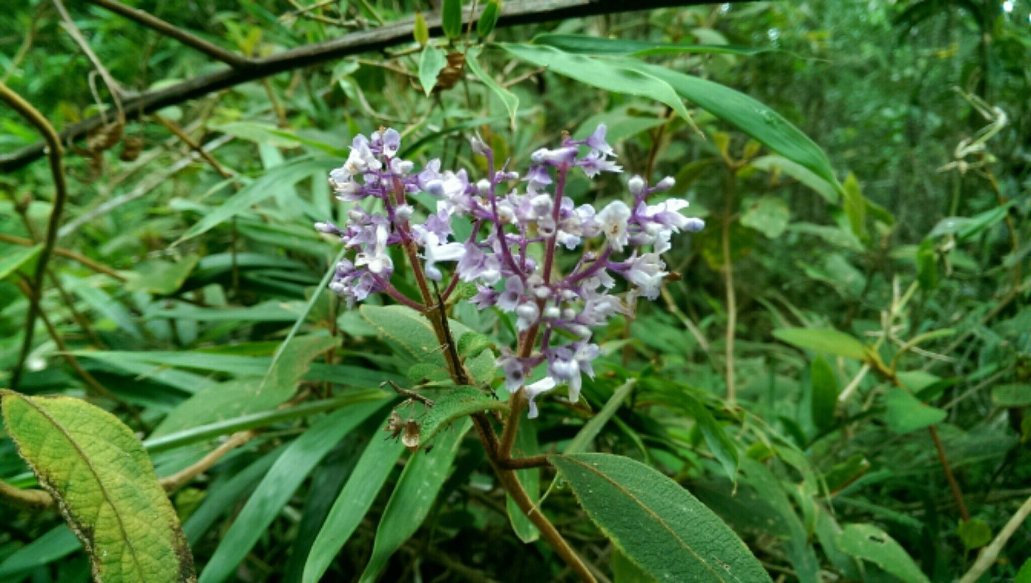 Plectranthus rubroviolaceus — search result for 'Plectranthus'