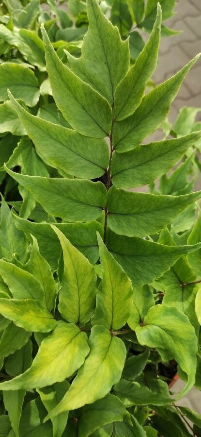 Tectaria pedata — houseplant care guide