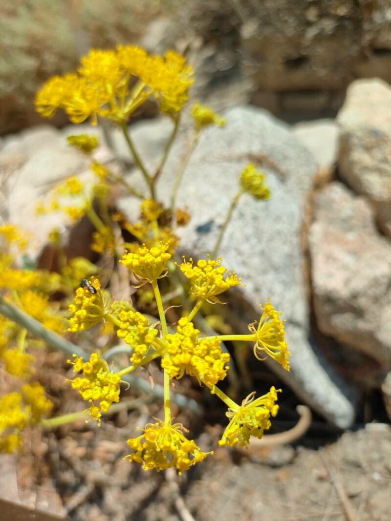 Thapsia meoides — search result for 'Thapsia'