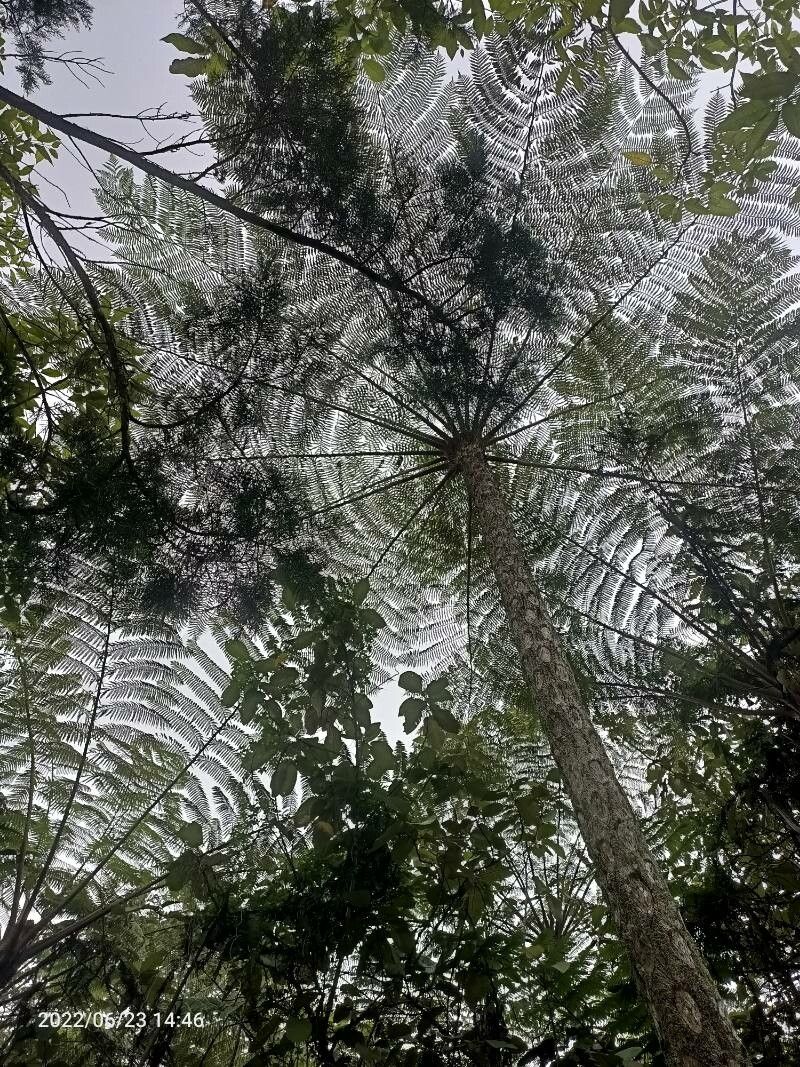 Cyathea alata leaf