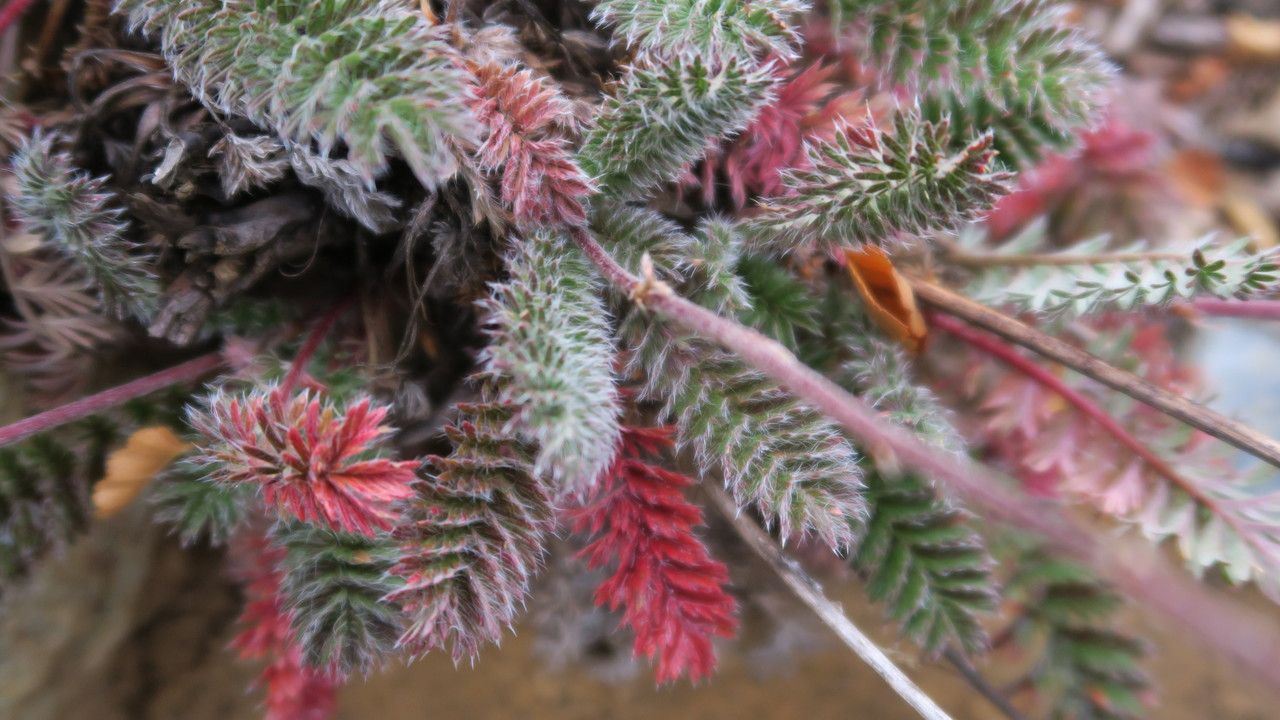 Acaena leptacantha leaf