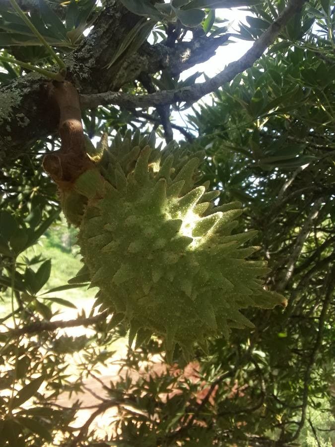 Sterculia murex fruit