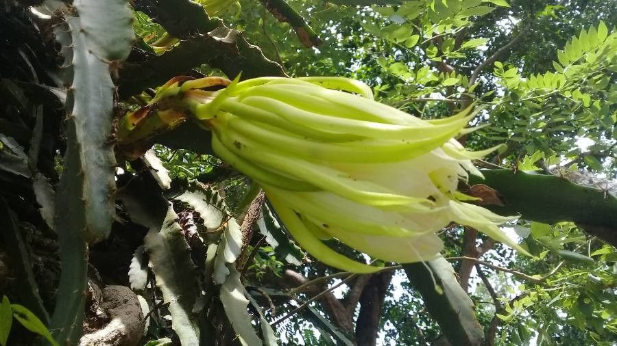 Hylocereus trigonus flower