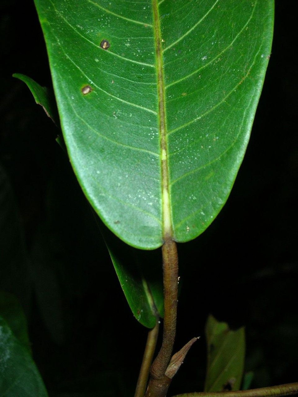 Ficus richteri — houseplant care guide