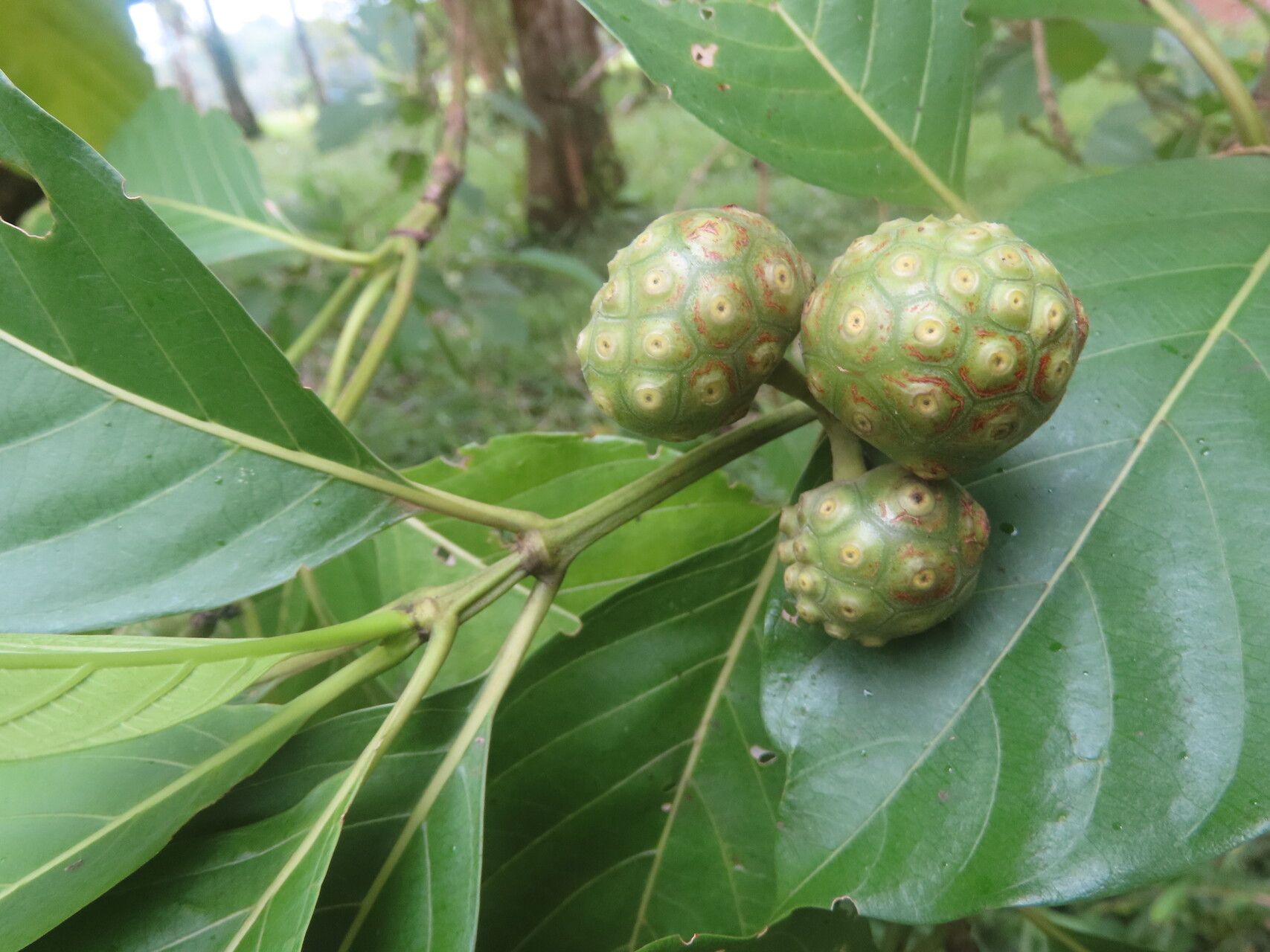 Morinda panamensis fruit
