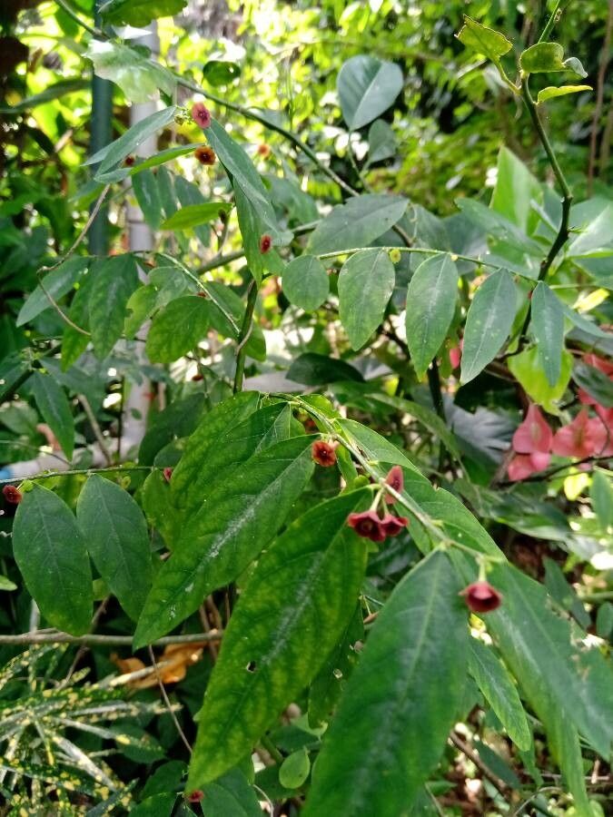Sauropus androgynus flower