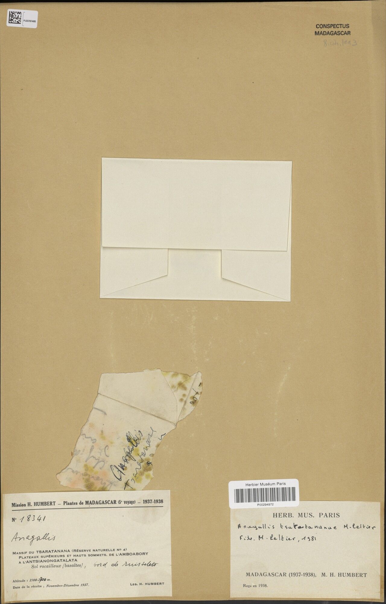 Lysimachia tsaratananae — search result for 'Lysimachia'