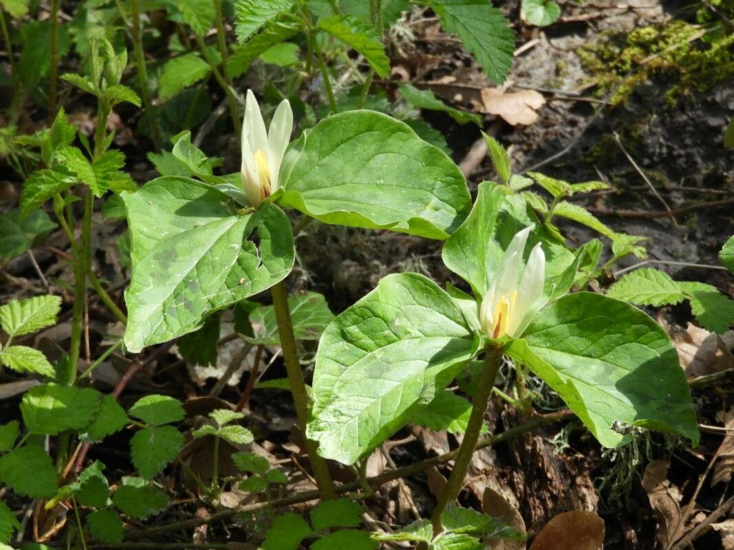 Trillium albidum flower