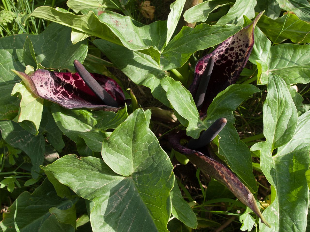 Arum dioscoridis habit