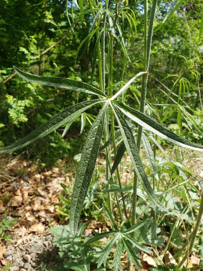 Sidalcea campestris — related species from the same genus
