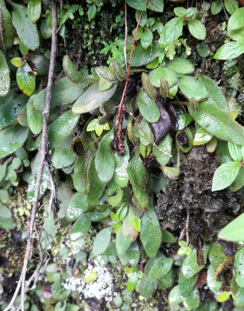 Elaphoglossum piloselloides habit