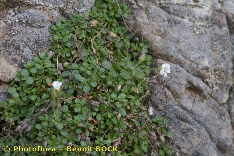 Arenaria fragillima habit