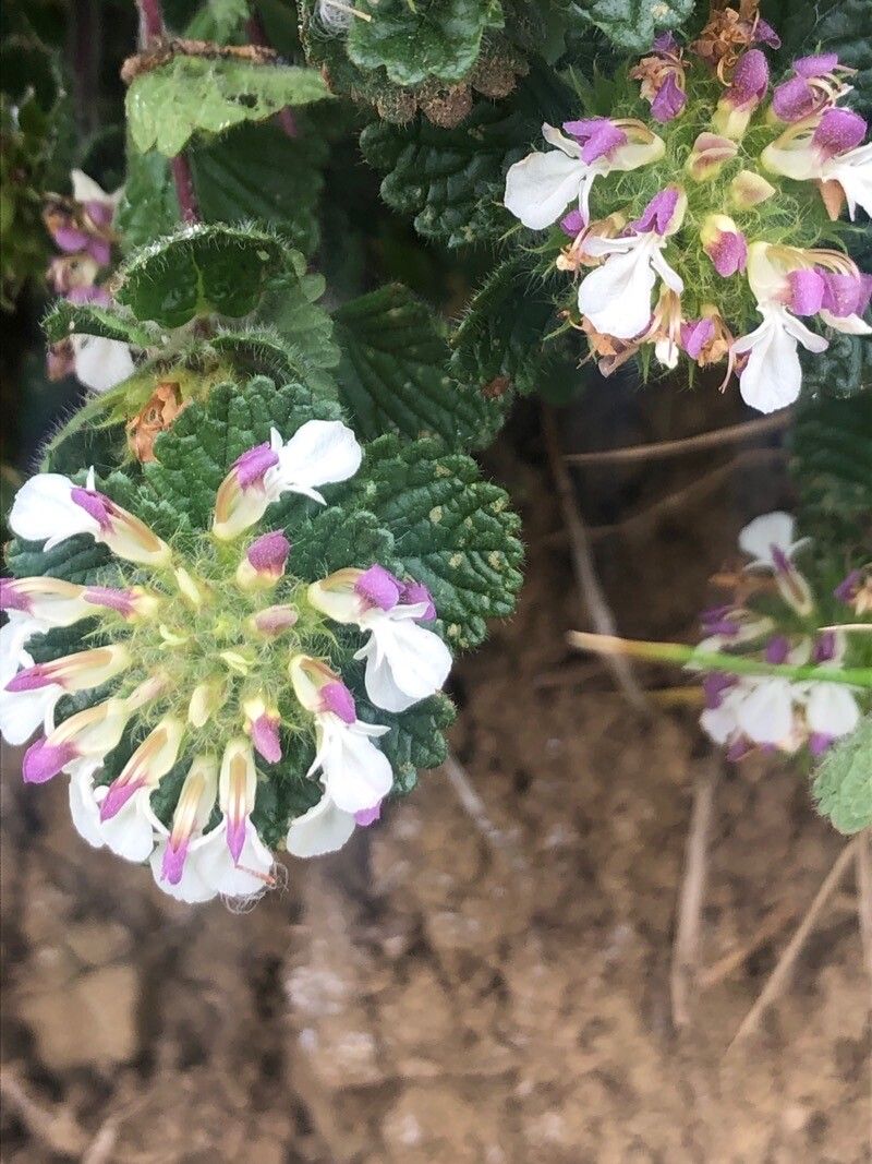 Teucrium pyrenaicum flower