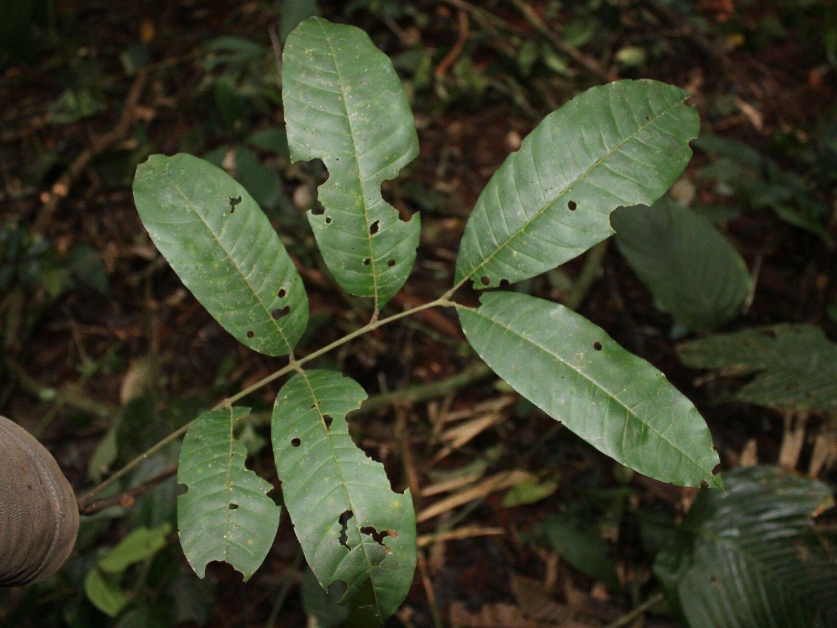 Leplaea thompsonii leaf
