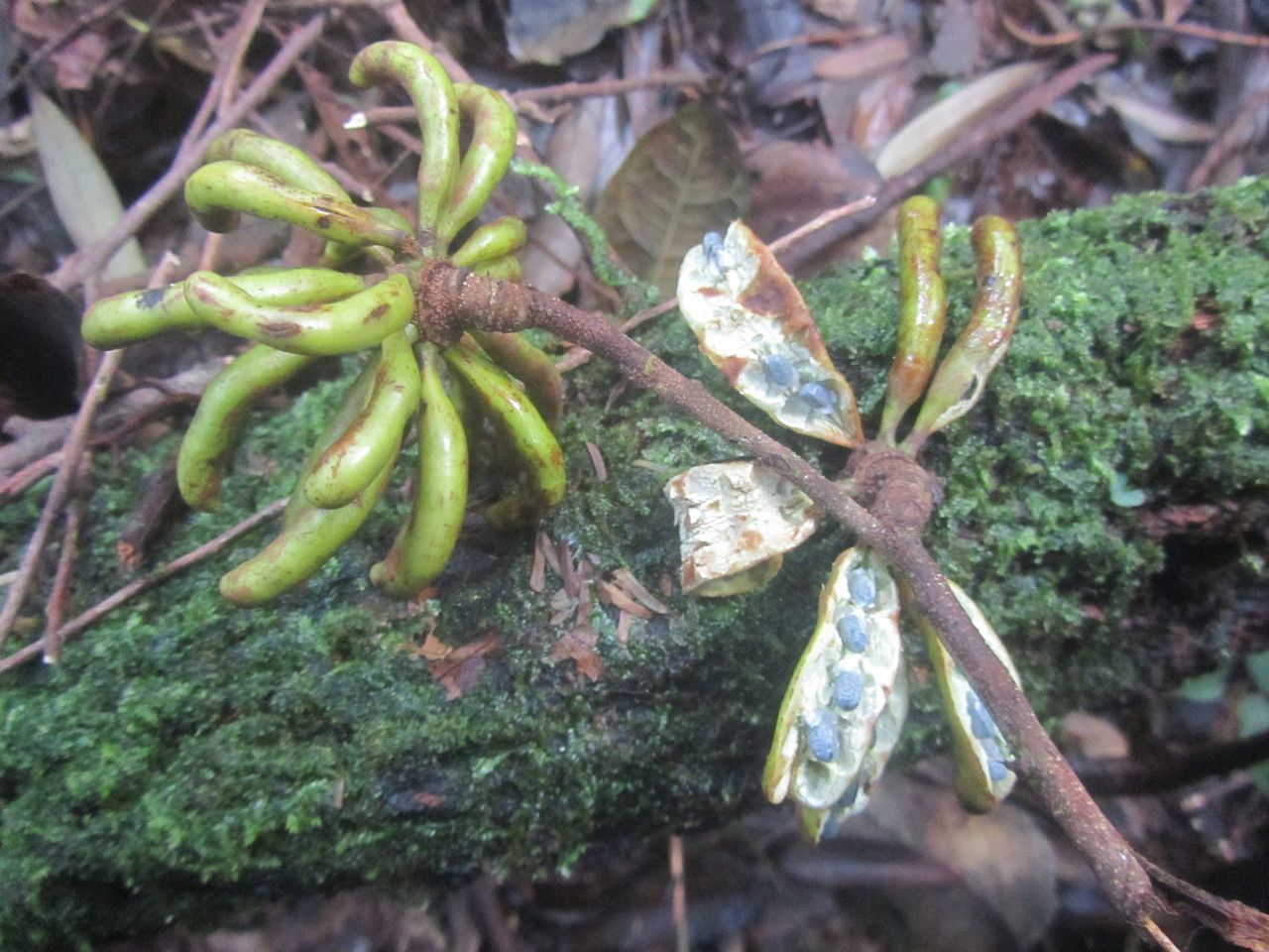 Xylopia sericophylla fruit