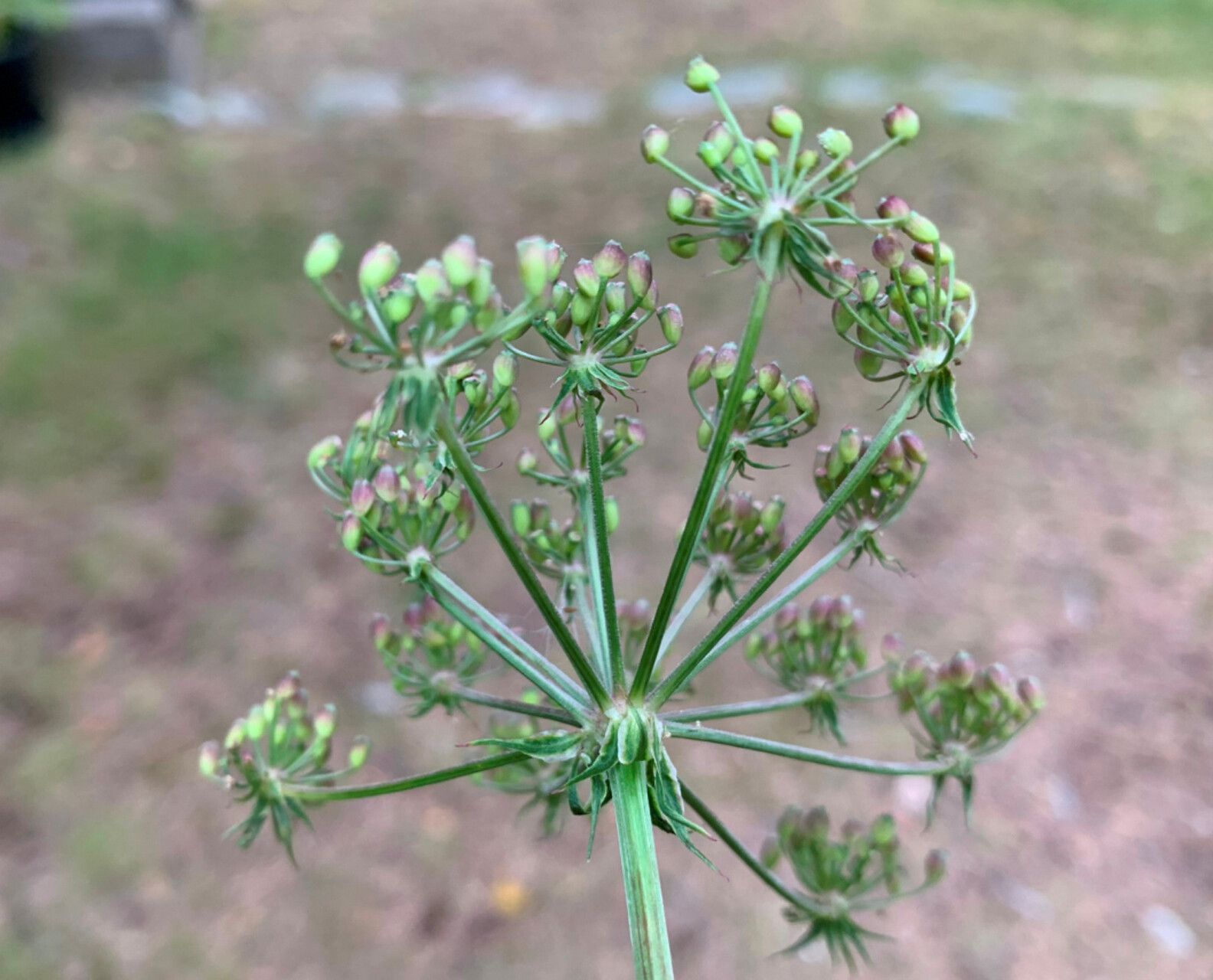 Peucedanum palustre fruit