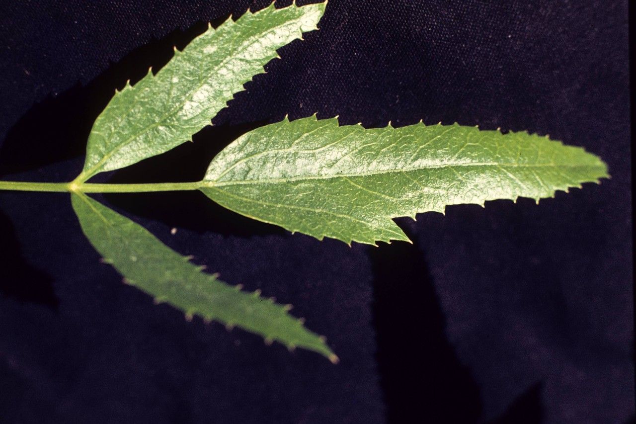 Oxypolis occidentalis — related species from the same genus