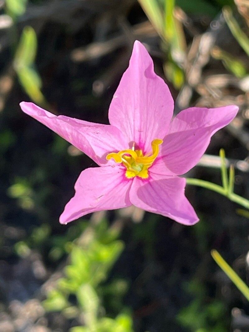 Sabatia grandiflora — search result for 'Alabama'
