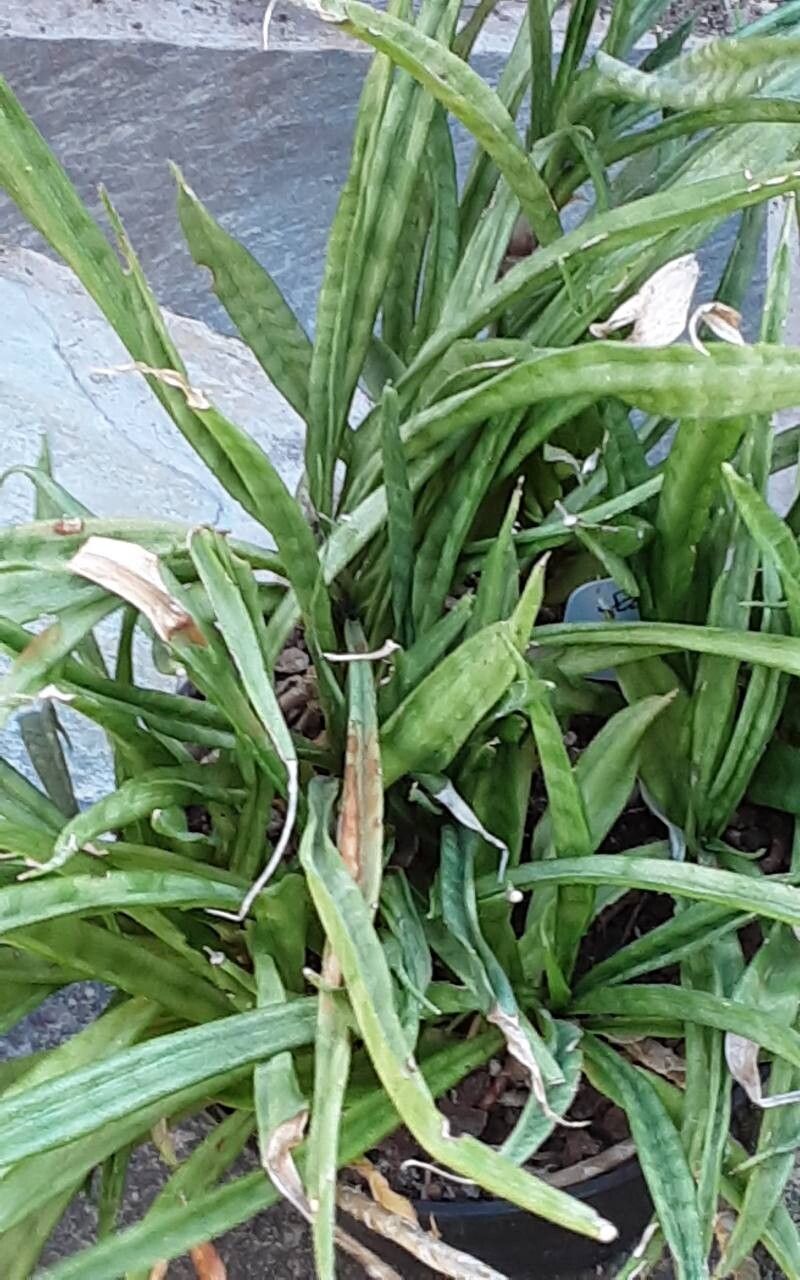 Dracaena parva habit