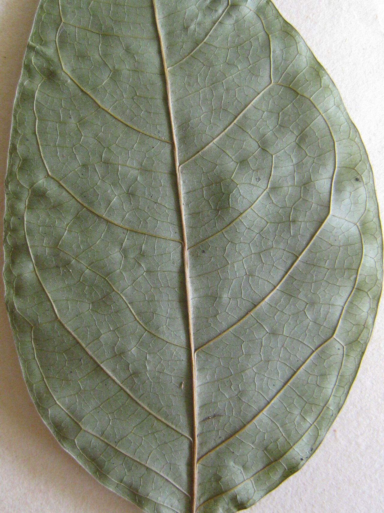 Inga cinnamomea — houseplant care guide