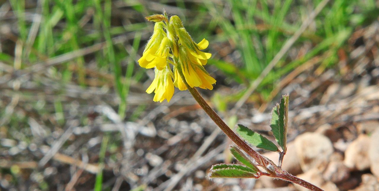 Trigonella spicata — houseplant care guide