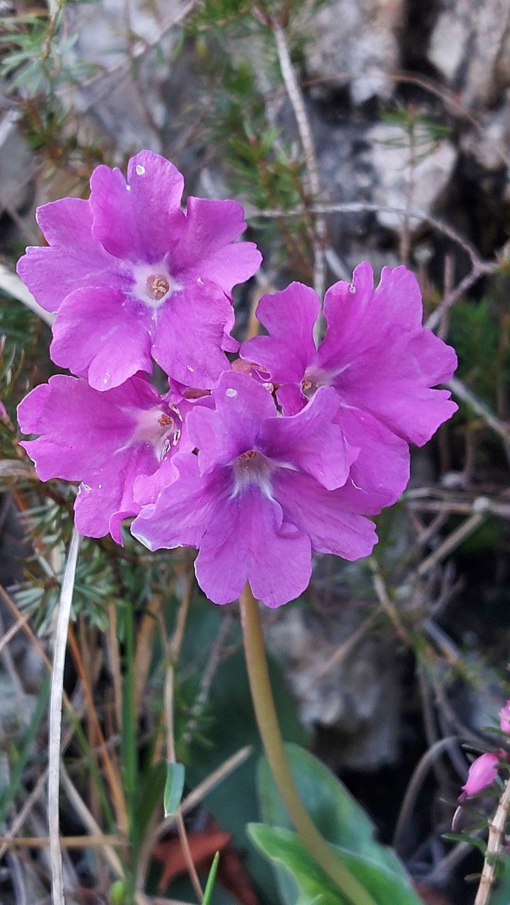 Primula glaucescens flower