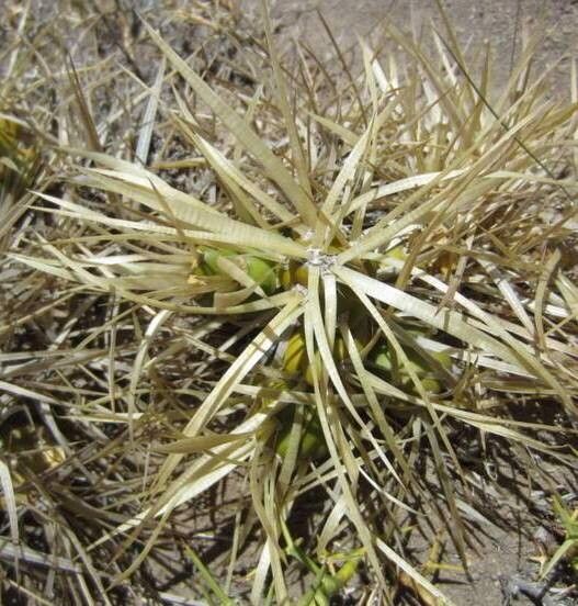 Maihueniopsis platyacantha — houseplant care guide