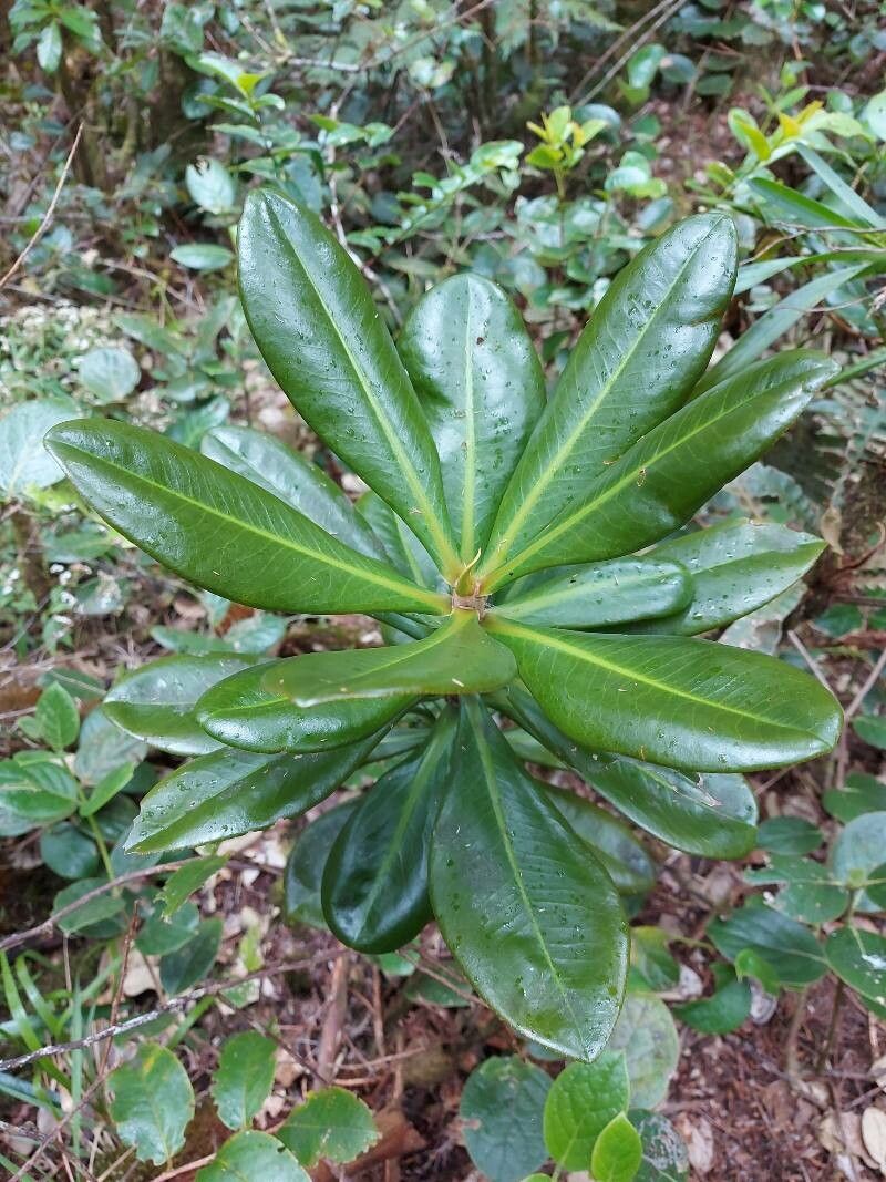 Badula fragilis — houseplant care guide