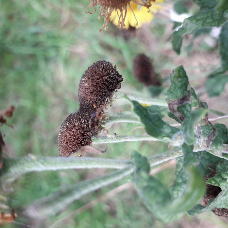 Pulicaria dysenterica fruit