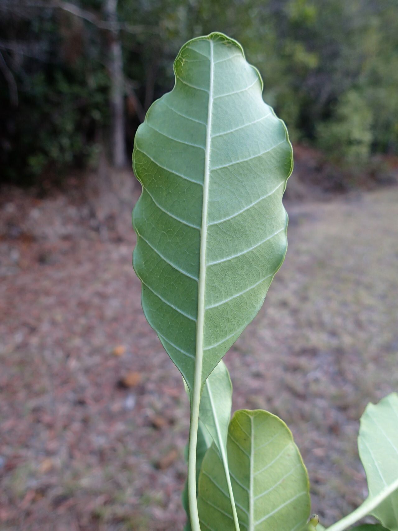 Alstonia balansae leaf