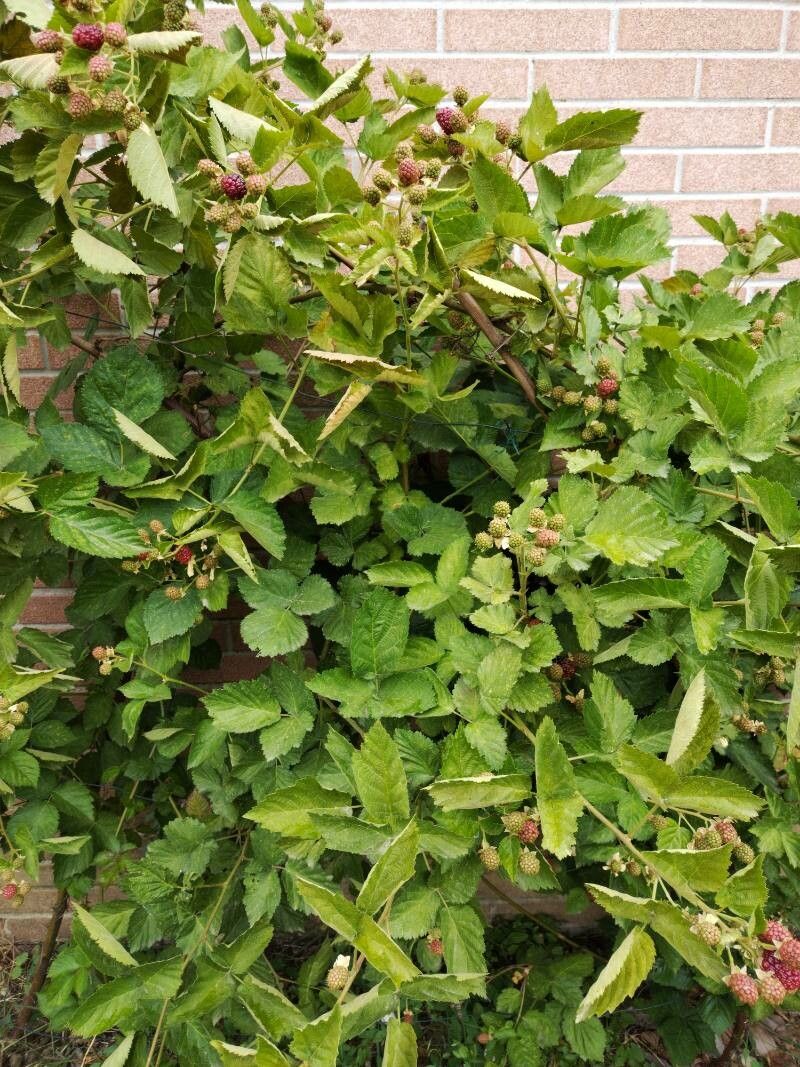 Rubus franconicus leaf