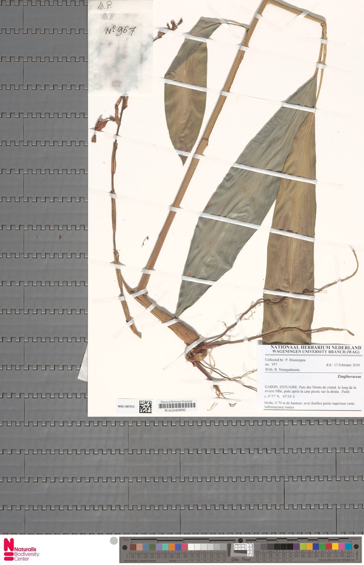 Renealmia congoensis — search result for 'Renealmia'