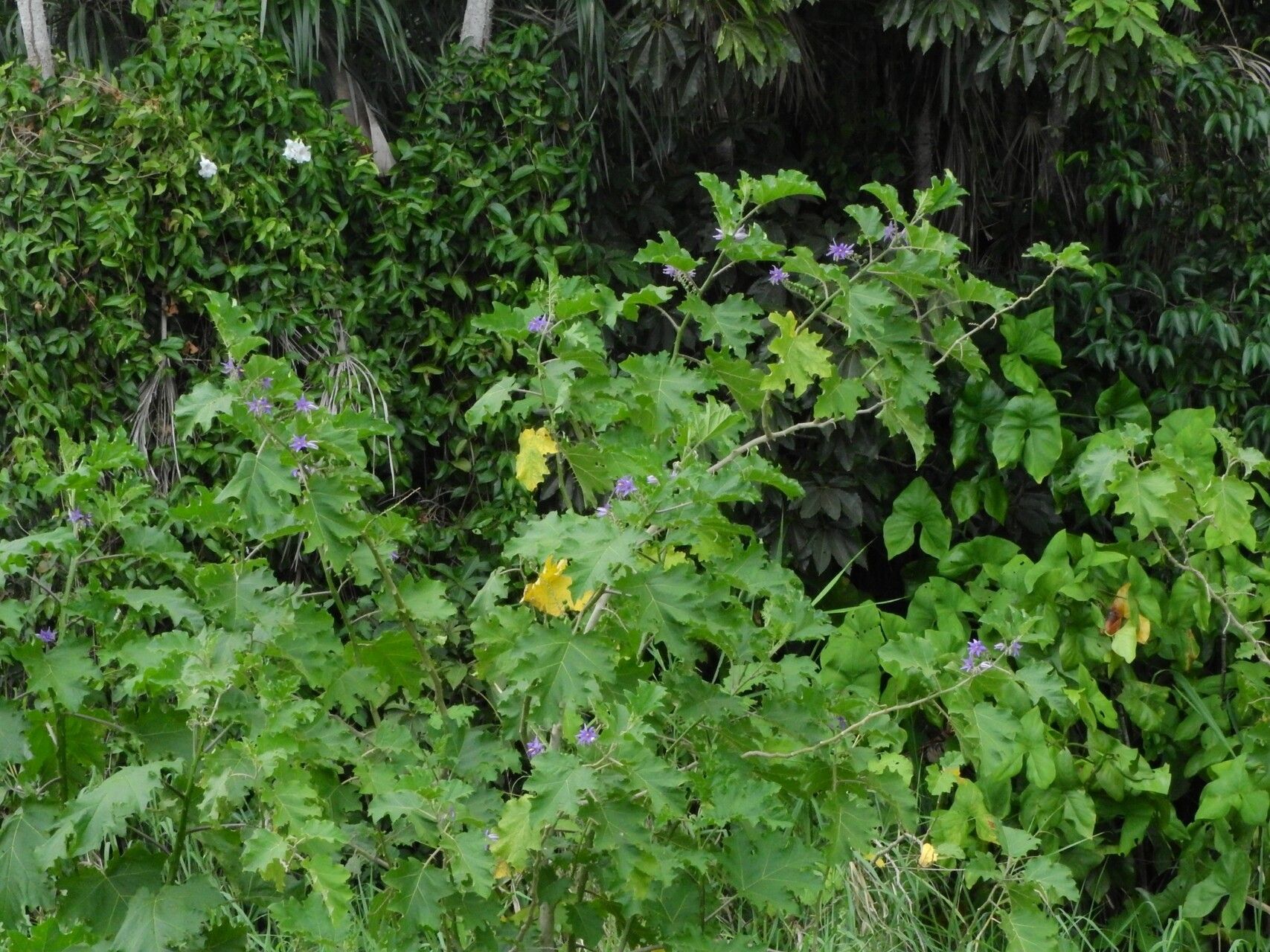 Solanum tricuspidatum habit