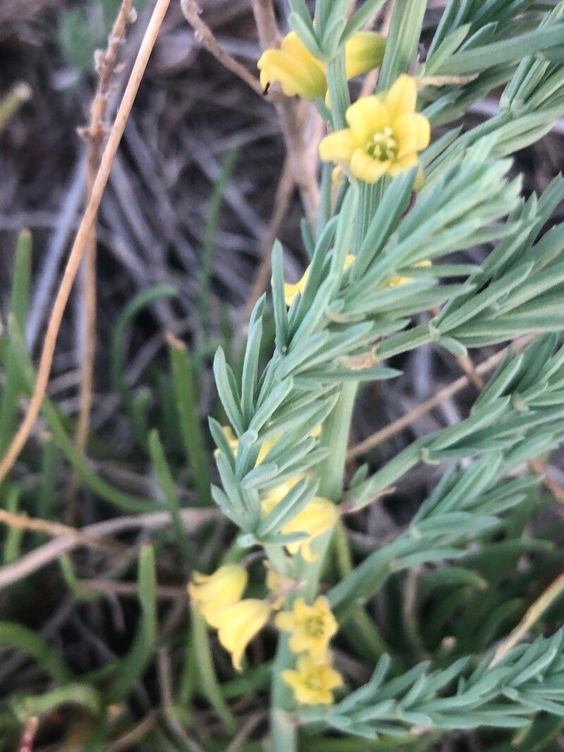 Asparagus maritimus flower