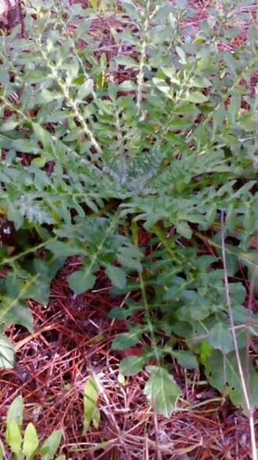 Sisymbrium loeselii leaf