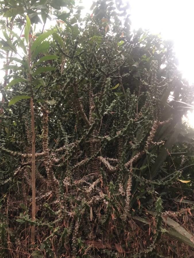 Sphaeranthus indicus bark