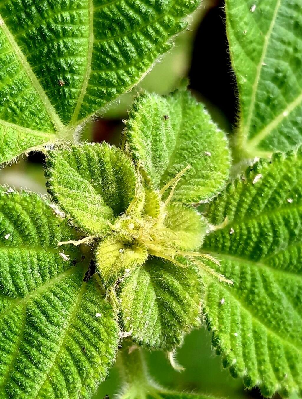 Boehmeria nivea flower
